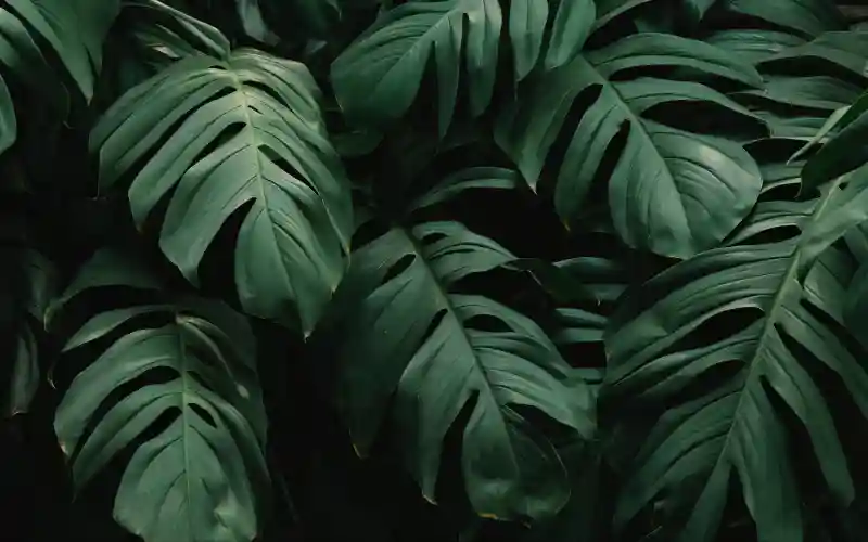 Wallpaper